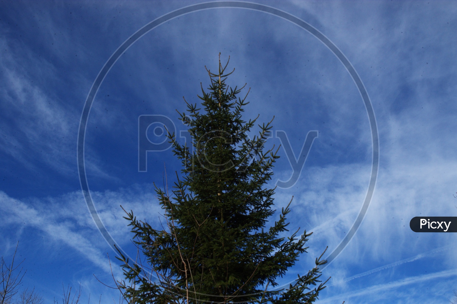 Black spruce Tree