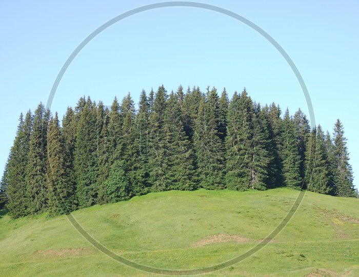Spruce trees on the green meadow