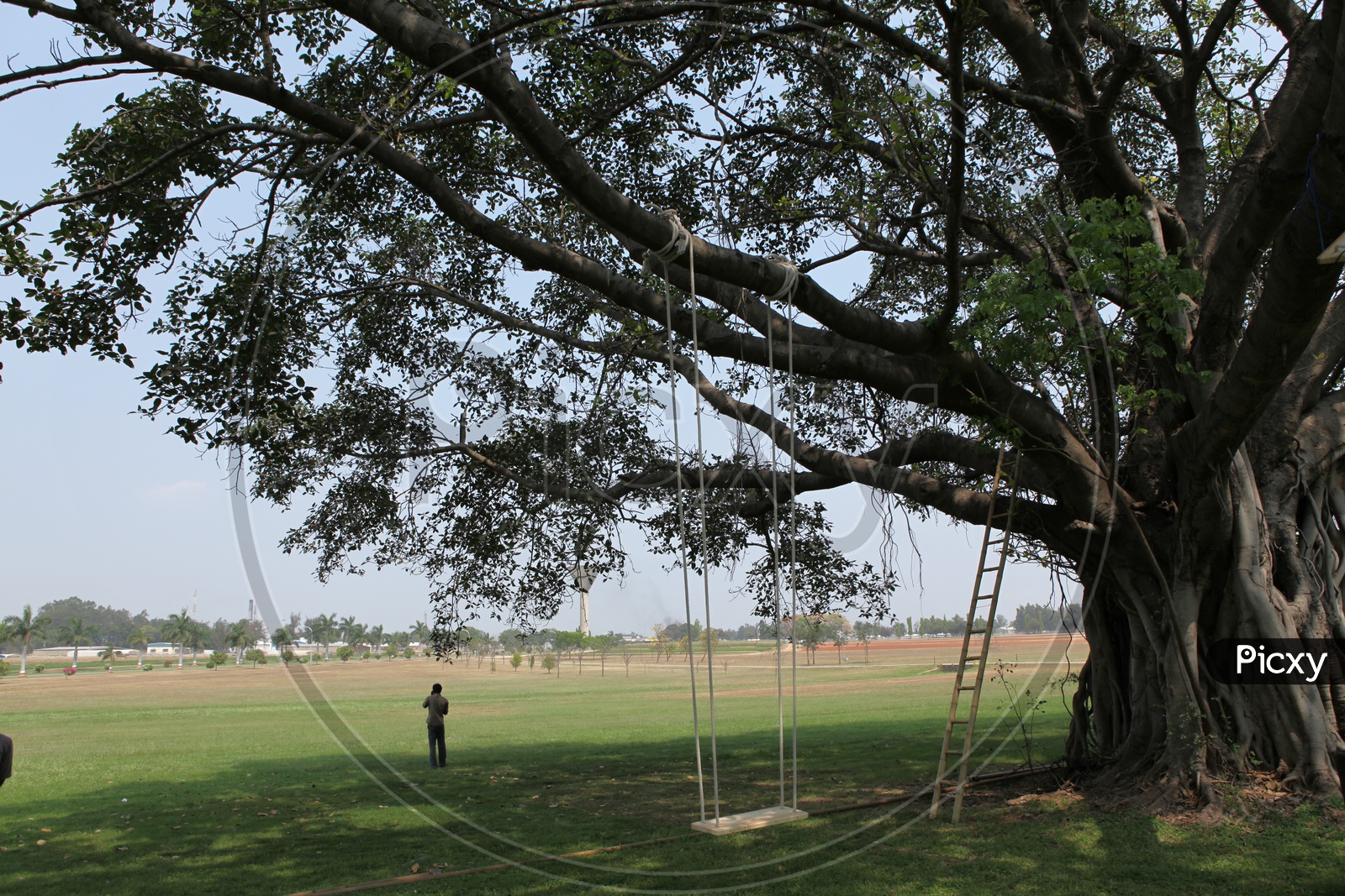 Swing along the giant tree
