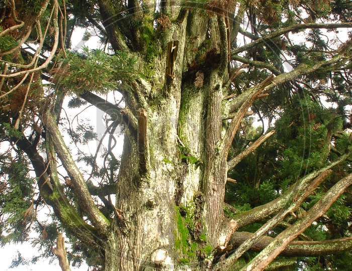 Pond Pine tree