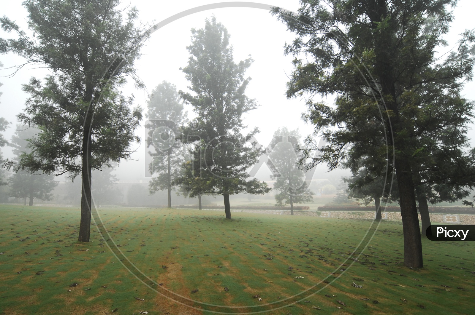 Jack pine trees during fog