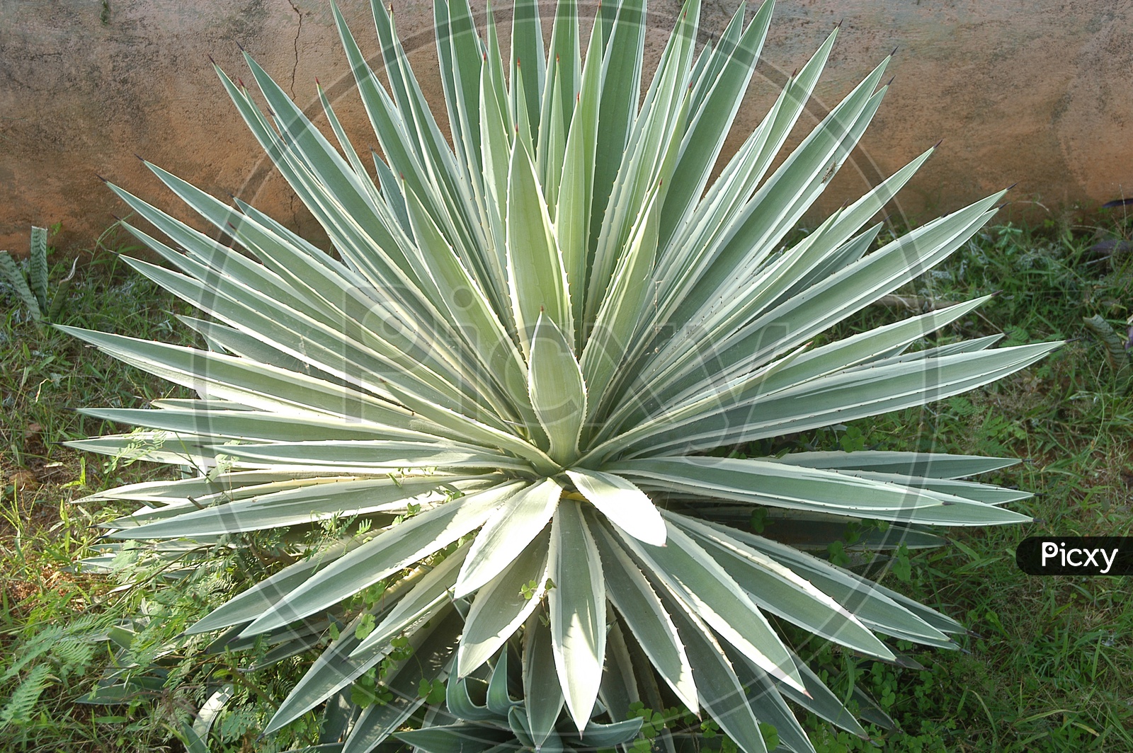 Agave tequilana