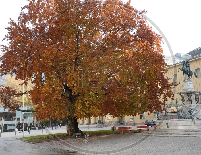 Maple Trees during Autumn