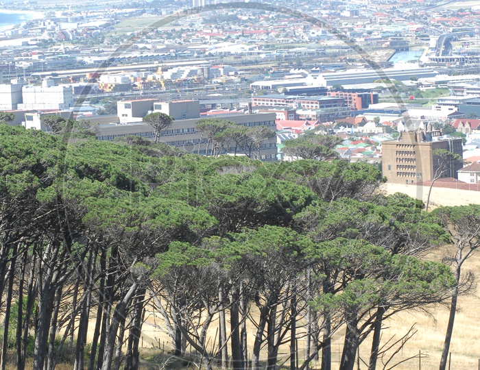 View of tree plantations alongside the city buildings