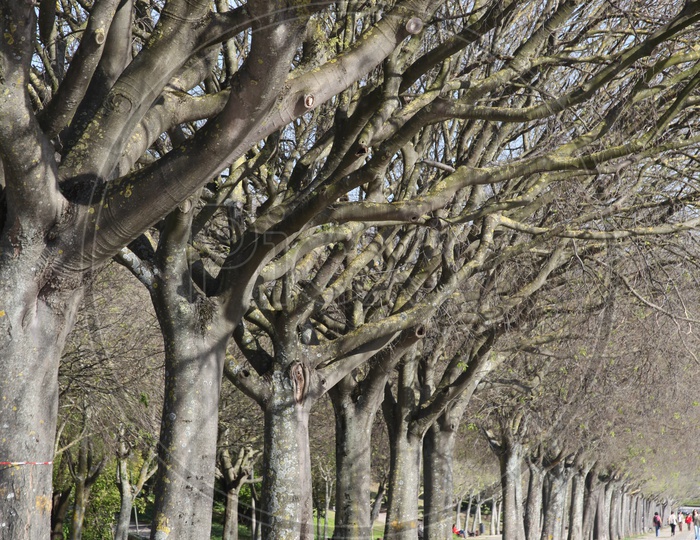 Oak trees alongside the pathway