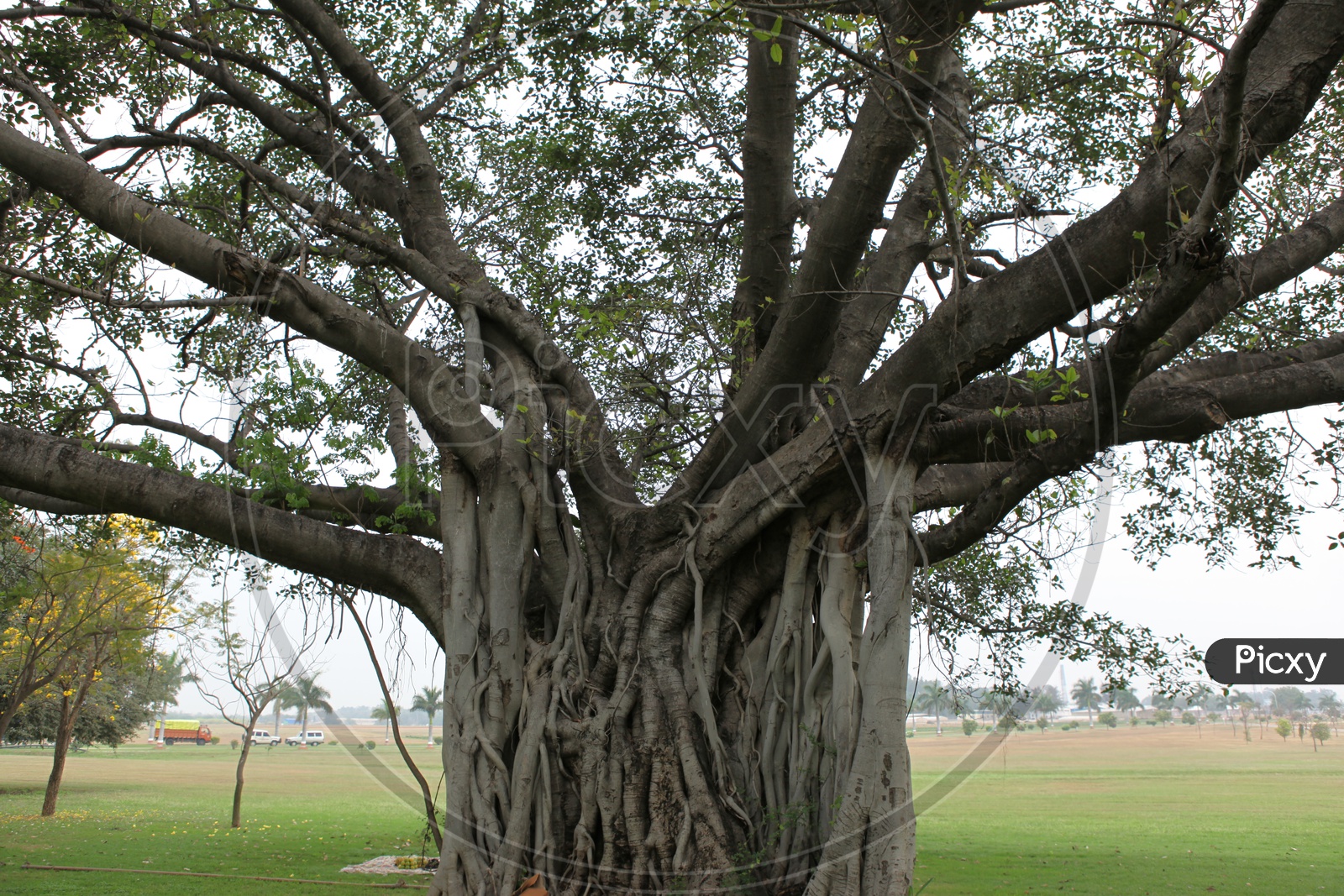 An Old Oak Tree