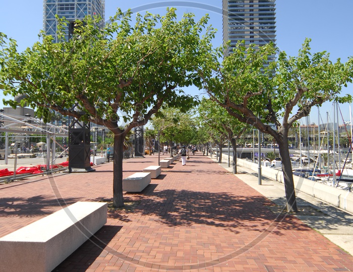 Trees alongside the pathway