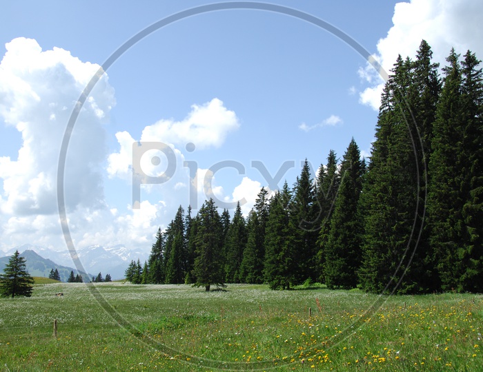 Landscape of Swiss Alps alongside the spruce trees