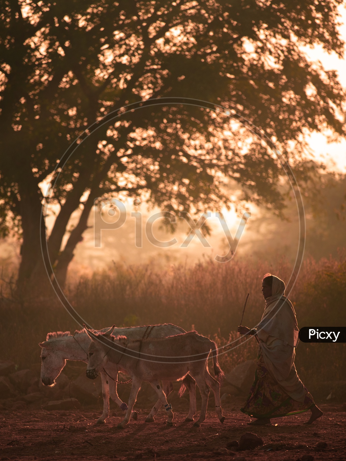 A Woman Taking Her Donkeys Along a Pathway In rural village Outskirts