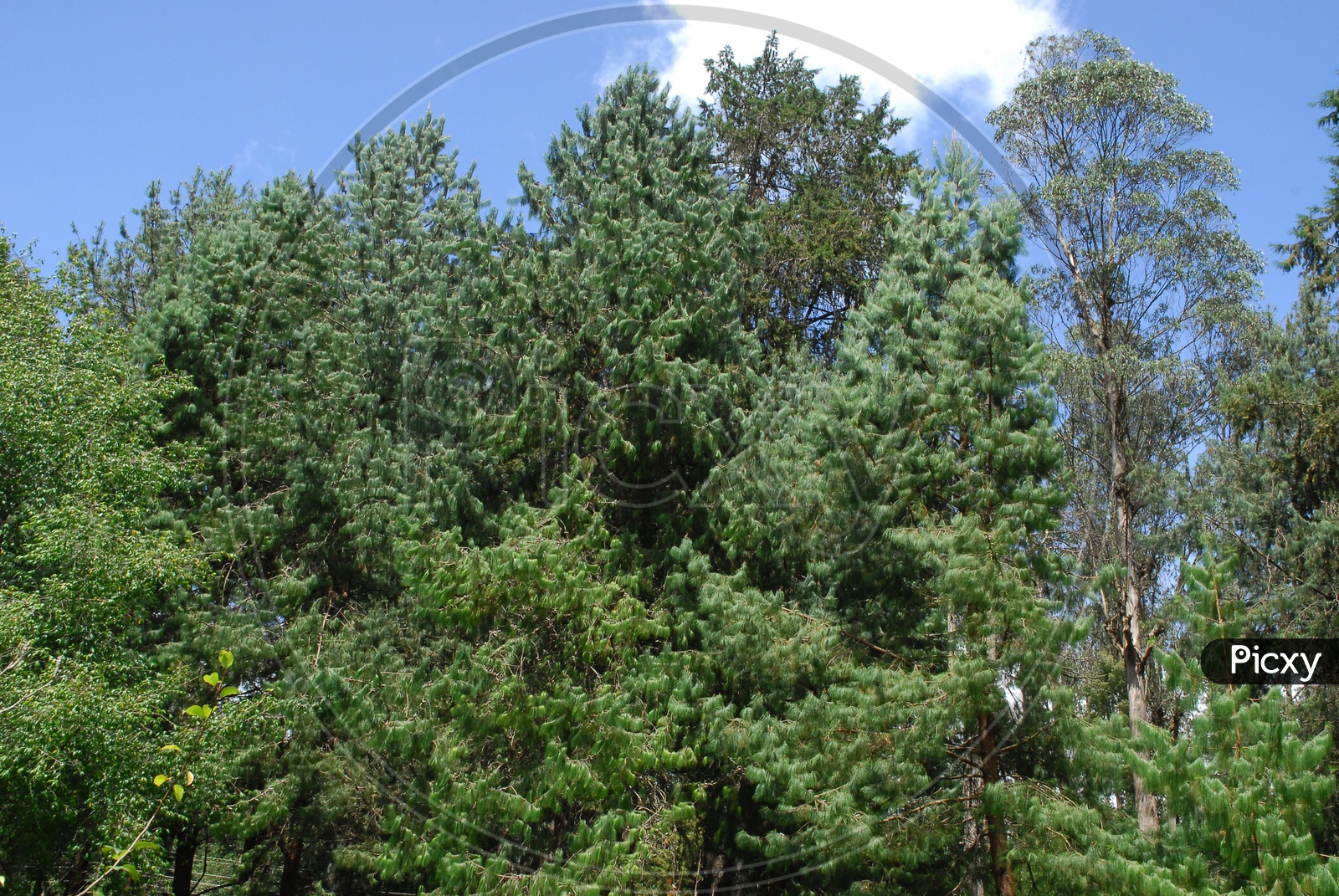 Georgia pine tree