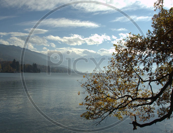Maple Tree alongside the lake