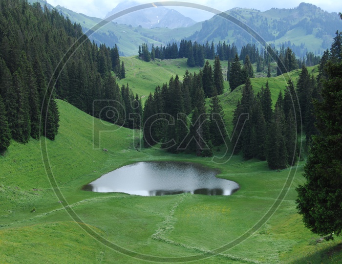 Landscape of Swiss Alps alongside the spruce trees and green meadow