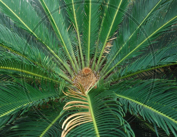 Date palm tree leaves