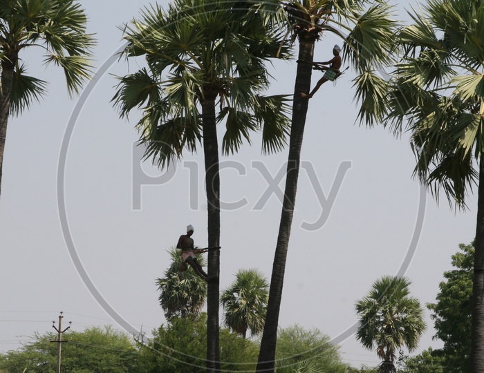 Asian palmyra palm trees