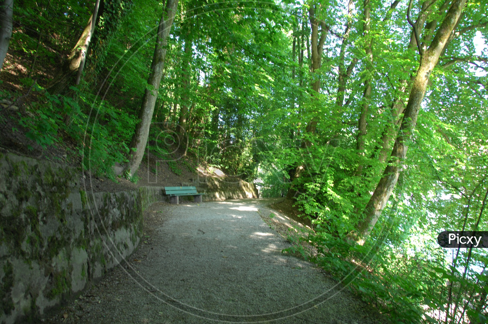 A narrow pathway along the trees
