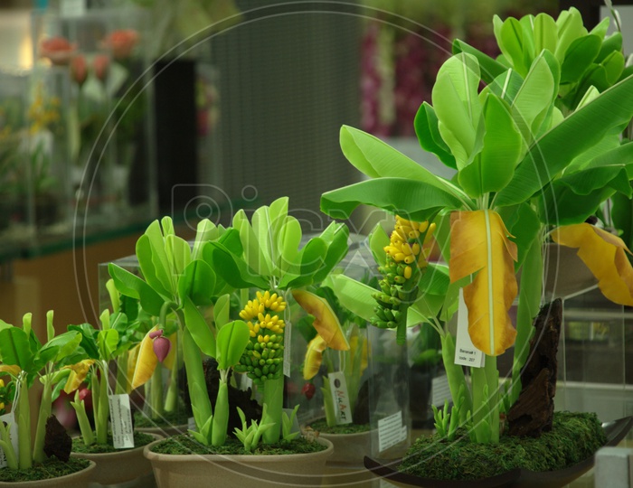 Artificial banana plants