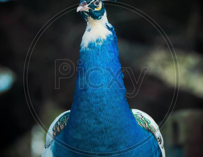 Be like a peacock and dance with all of your beauty