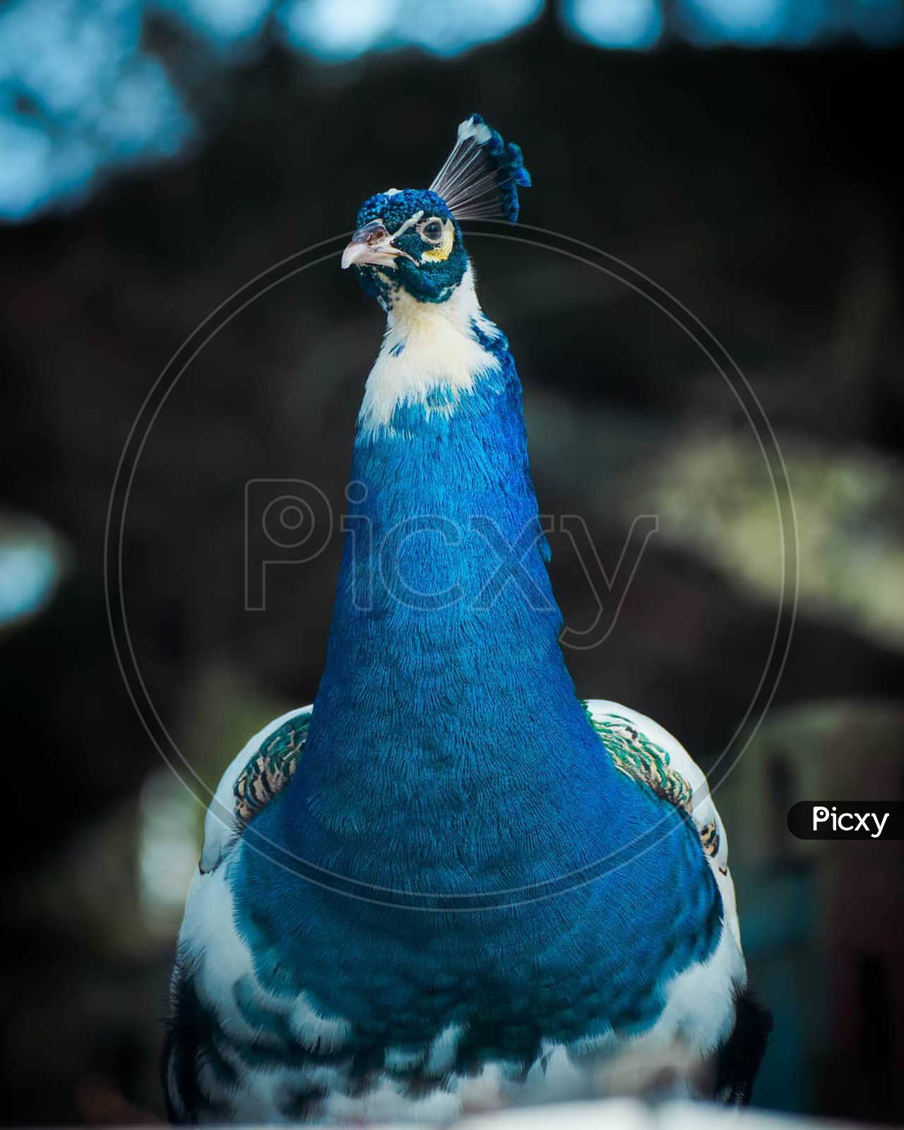 Be like a peacock and dance with all of your beauty