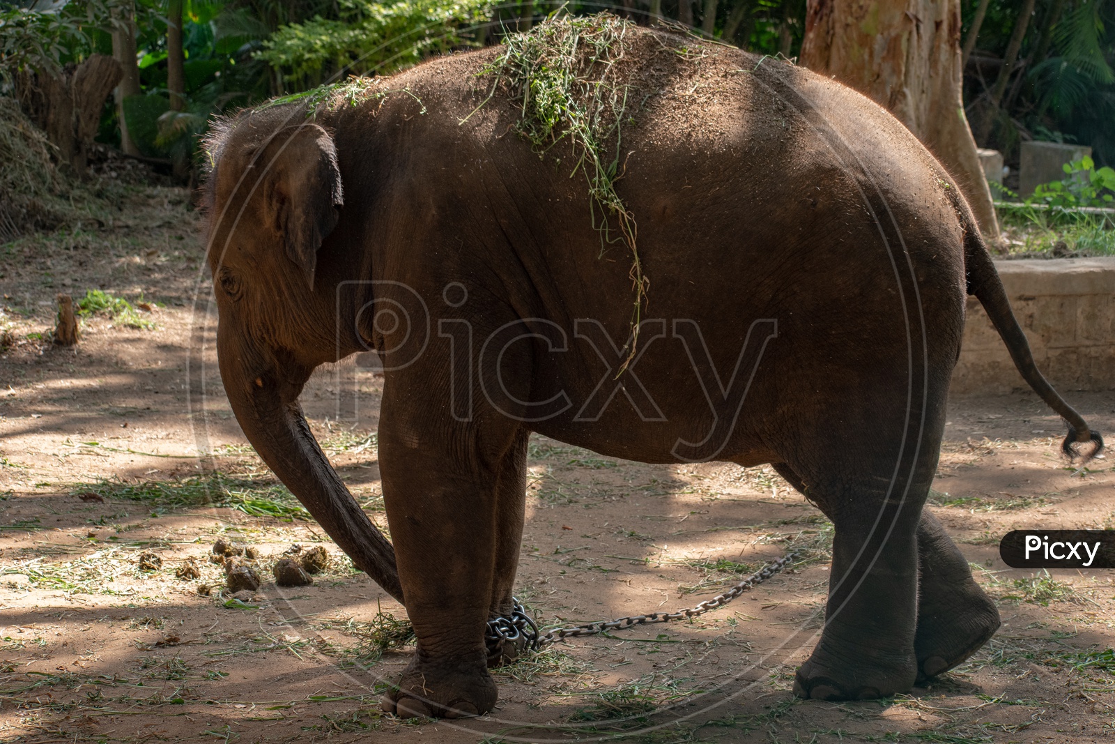 BABY ELEPHANT TIED WITH CHAINS IN ZOO PARK