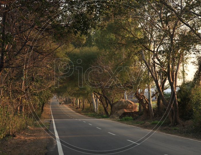 Road with trees on either side
