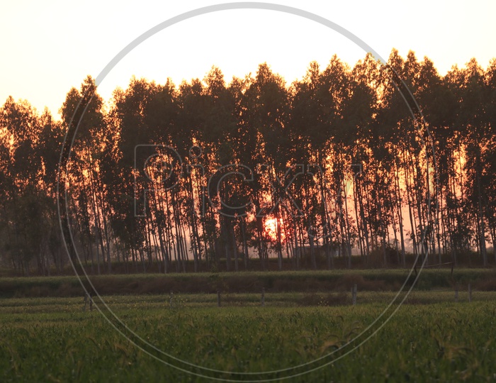sunset through eucalyptus trees