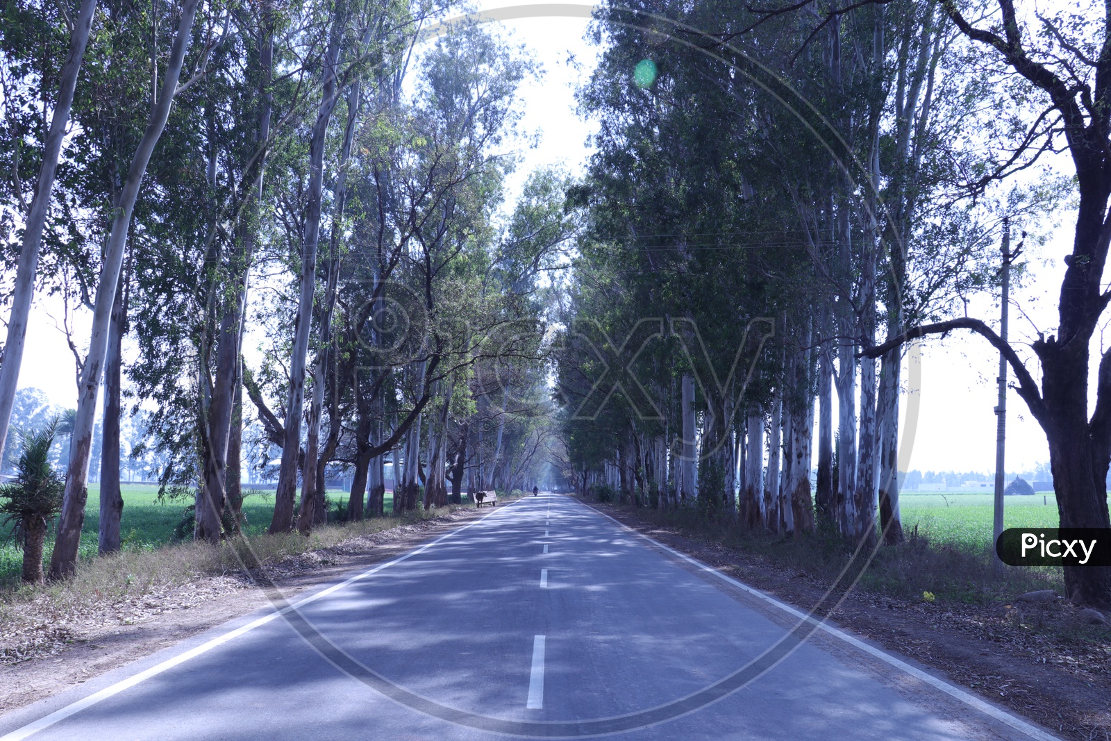 Road with eucalyptus trees on either side