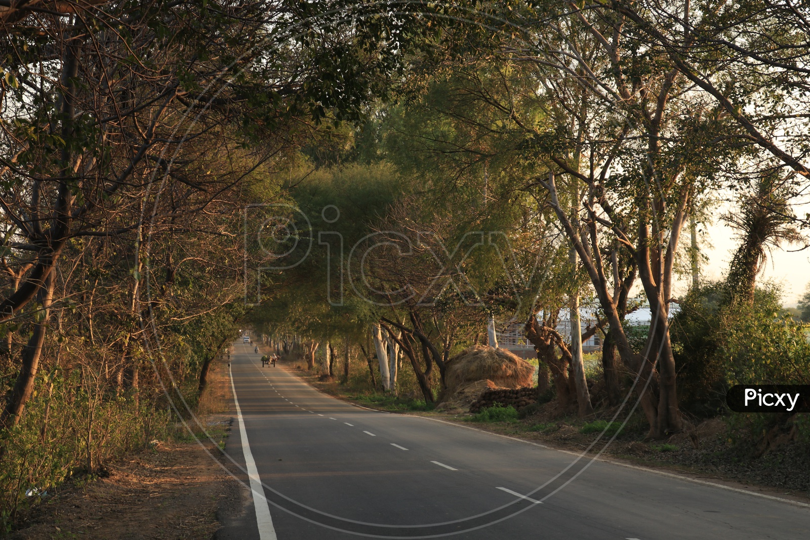 Road with trees on either side
