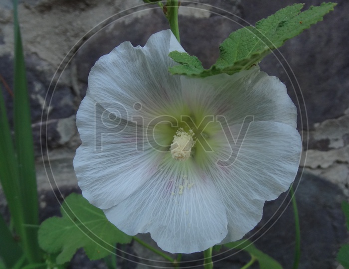 White Hollyhock flower