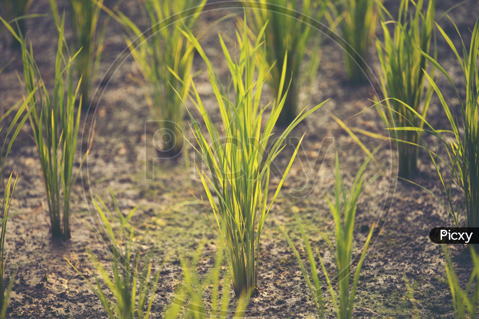 paddy field, rice field sunset