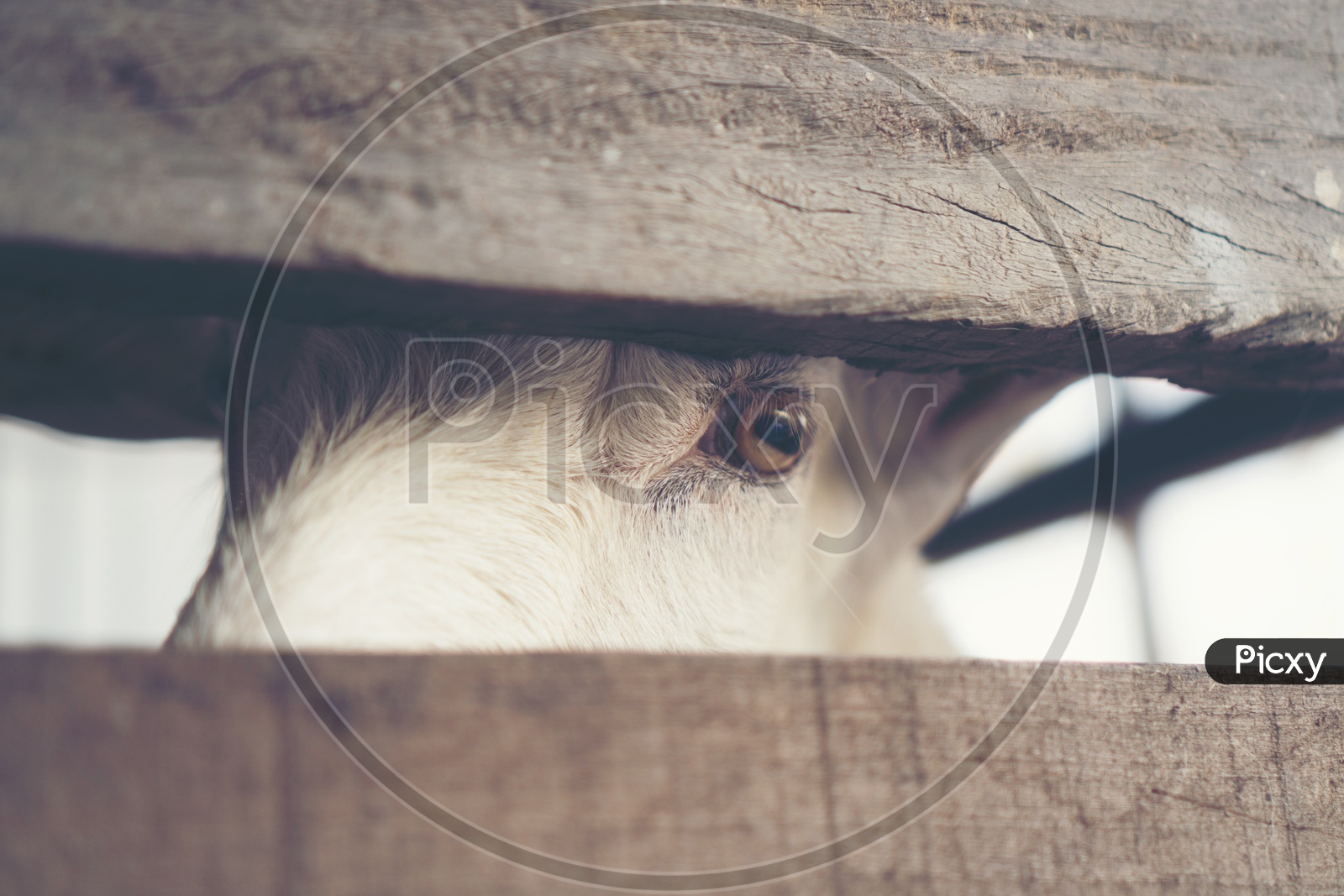 Goat's eyes, eyes that the animals communicate