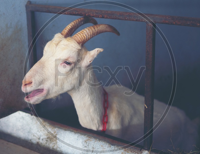 milk Goat in farm, organic milk goat