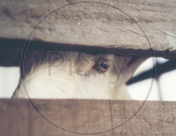 Goat's eyes, eyes that the animals communicate
