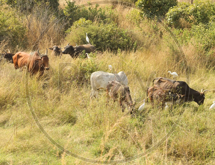 Cattle grazing grass