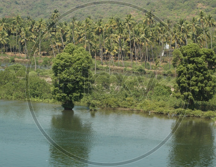 Coconut trees besides a river