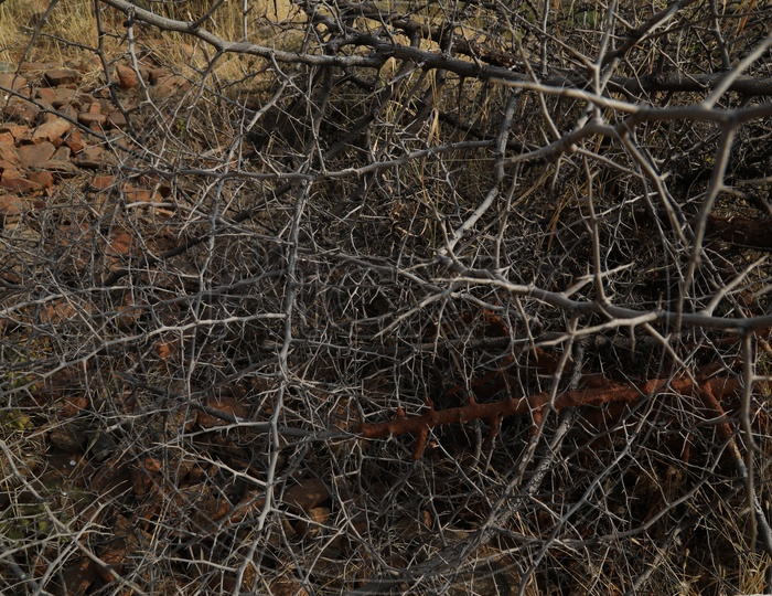 Dry bushes and Thorns