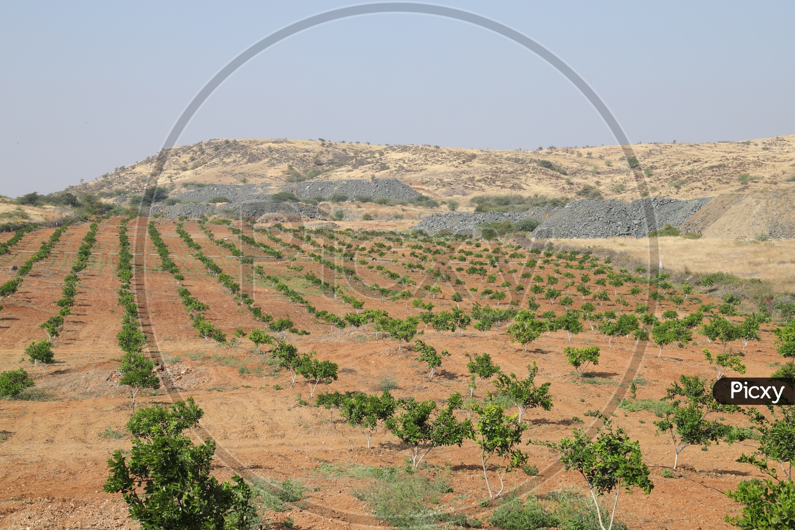 Agriculture fields in barren land
