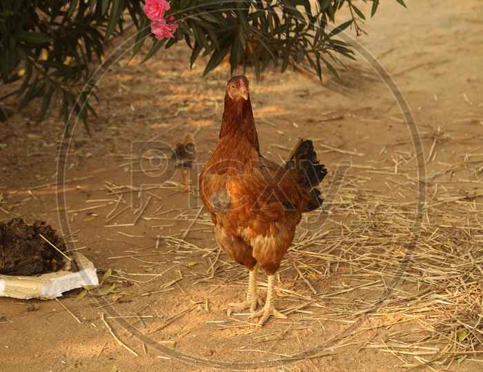 A hen beside the cow dung