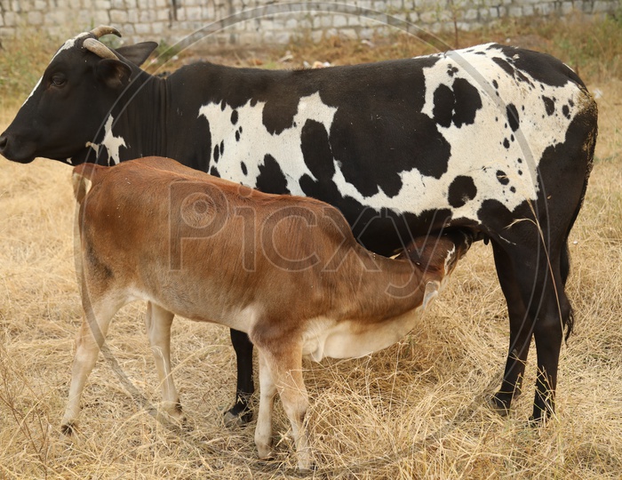 A calf drinking milk from its mother