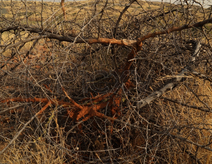 Dry bushes and thorns