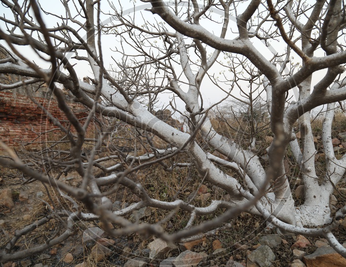 A dry white tree