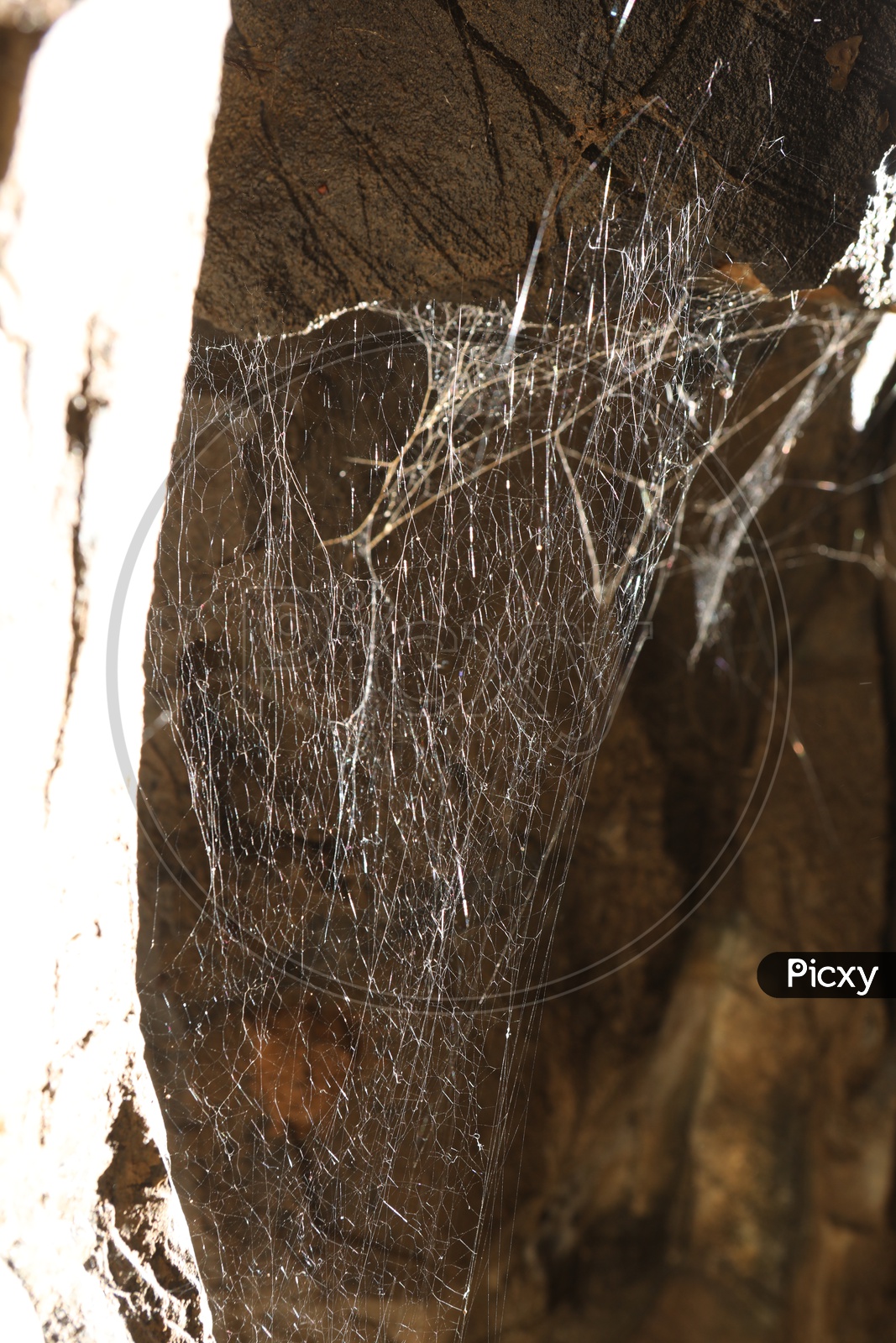Cob Web Inside Belum Caves