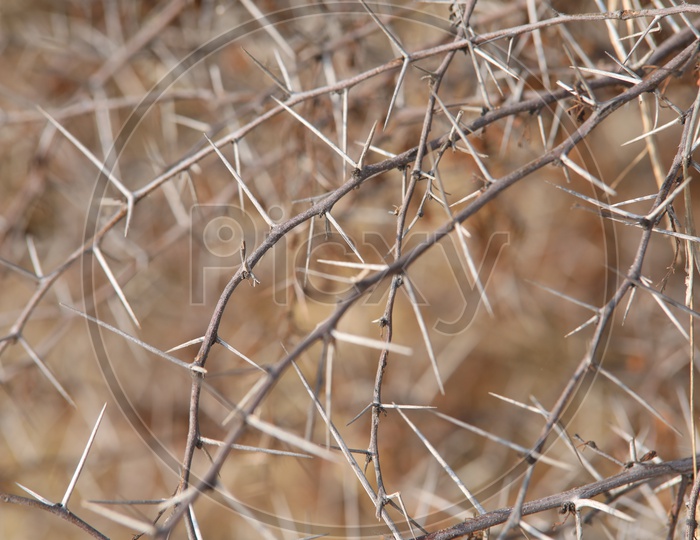Close up of the Thorns