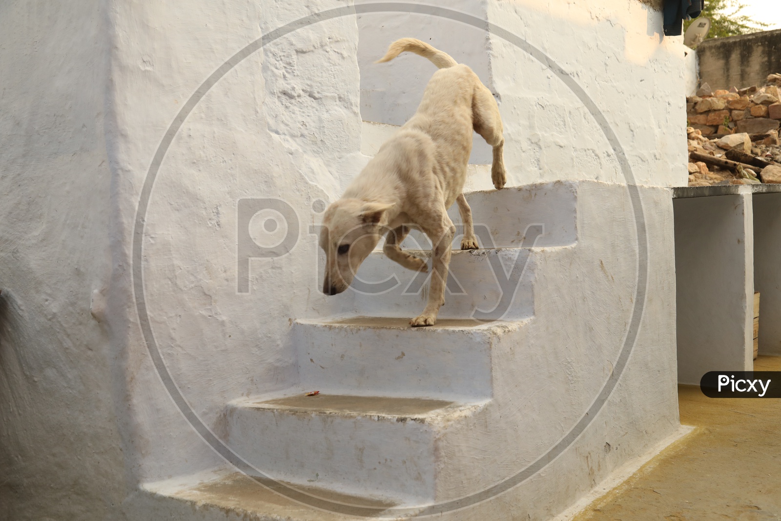 A street dog moving on the stairs