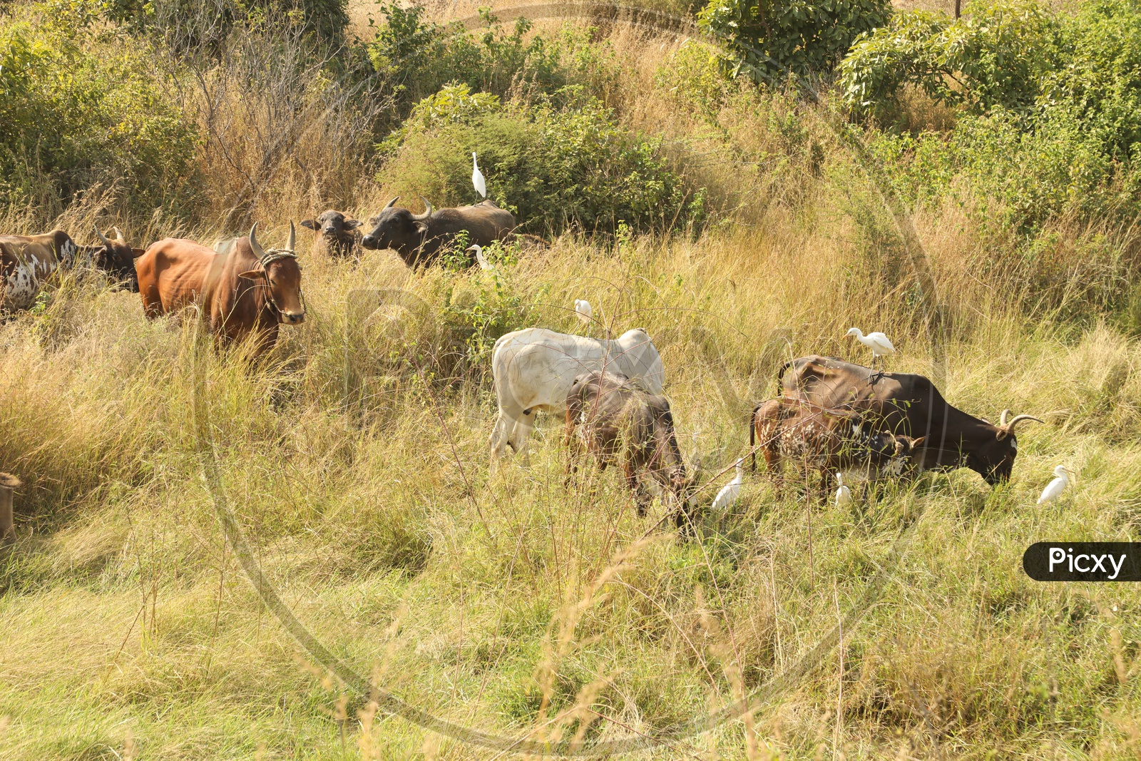 Cattle grazing grass