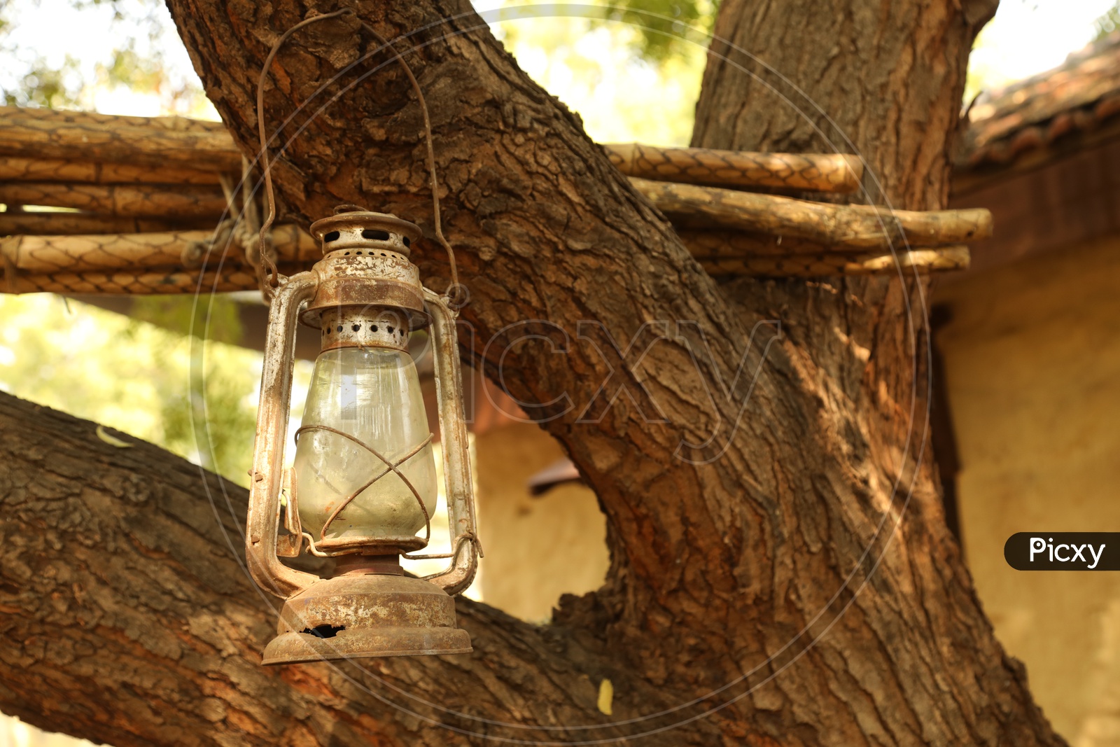 Old lamp hanging to a tree