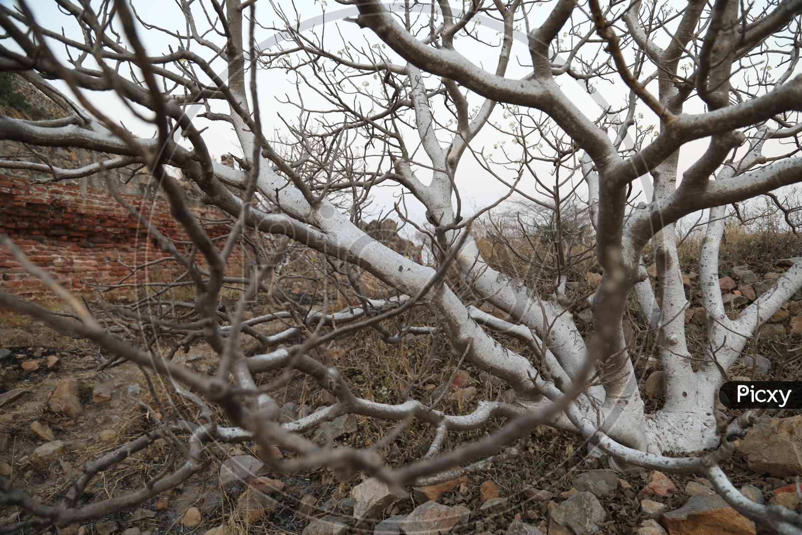 A dry white tree