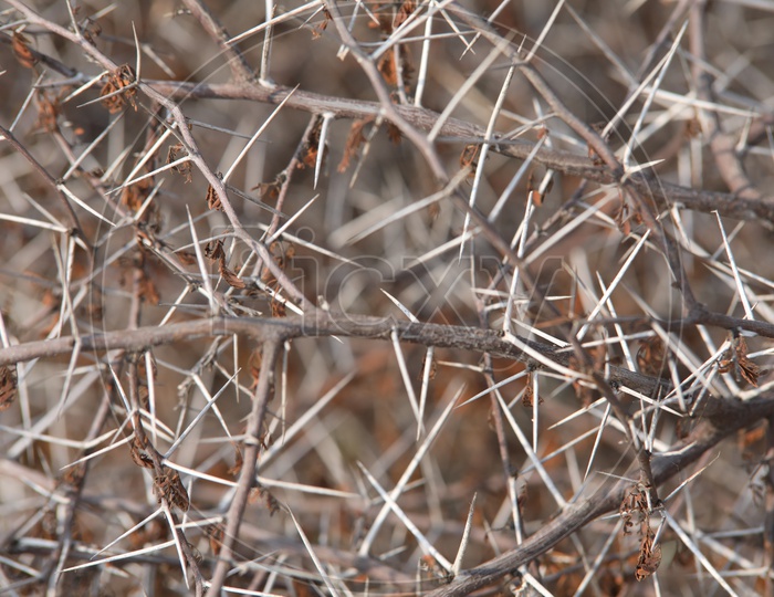 Close up shot of Thorns