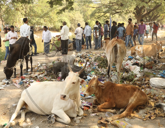 Cattle, hen, pigs in the garbage while people are moving around  - Street view