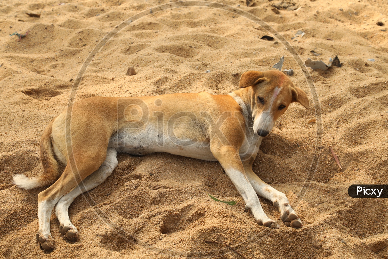 A street dog lying on the sand