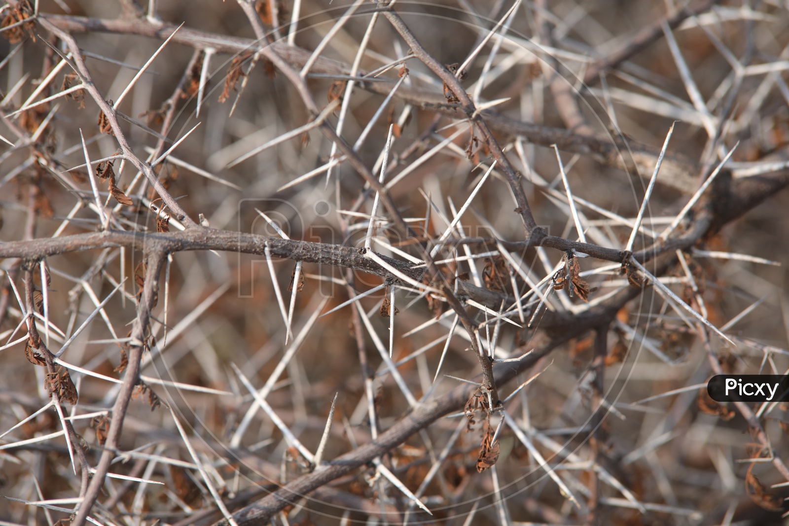 Close up shot of Thorns